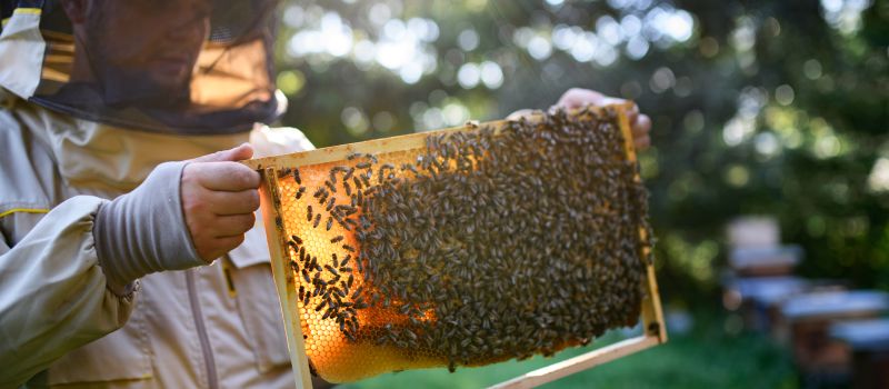 WFOŚiGW w Katowicach troszczy się o pszczoły