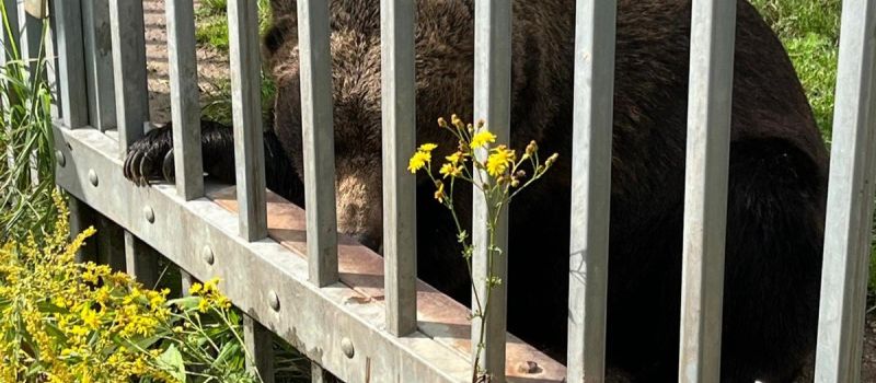 Niedźwiedź spod Częstochowy trafił do ZOO