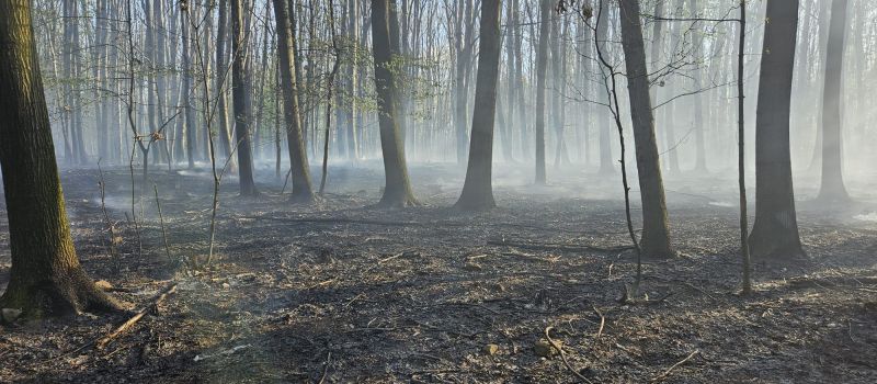 W halembskim lesie paliły się śmieci