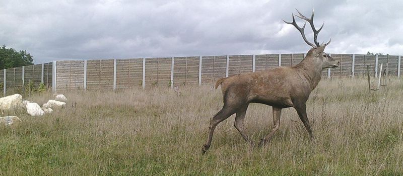 Uwaga na nisko przelatujące jelenie w Halembie