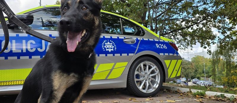 Zorro będzie patrolował śląskie ulice