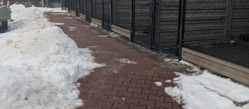 Bytom rozwiązał umowę ze schroniskiem dla zwierząt